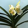 ВАНДА (VANDA Krienkrai Yellow xRasri Gold No.273) 